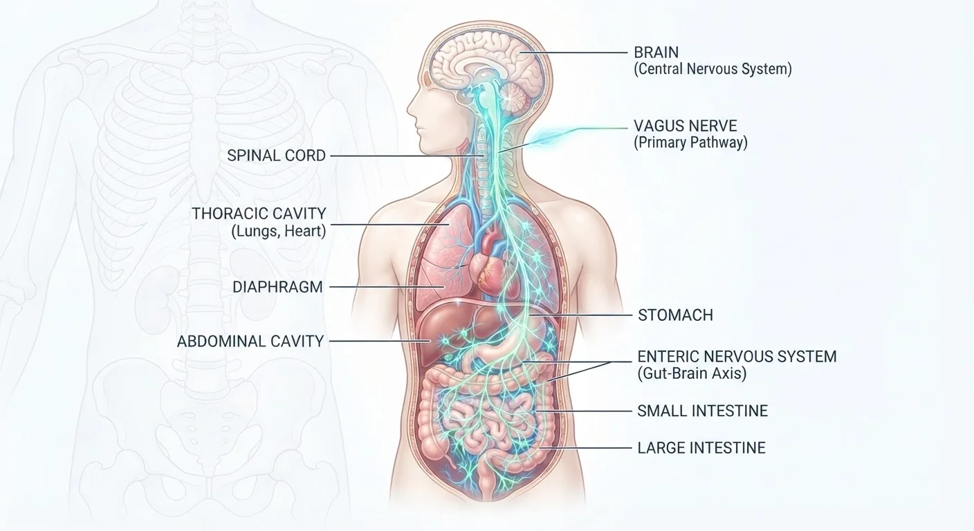 The Gut-Brain Axis: What It Is and Why It Matters for Mental Wellness